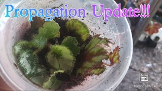 Propagation Update of Begonia on Lava Rock. Is it successful? #hntvbaguio #begonias #howto