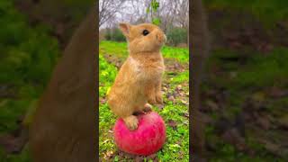 Rabbit eating cute cute #cuterabbit