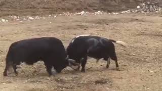 Tibetan bulls fight 2022 part#3 / མཛོ་གཡག་གི་མགོ་འཛིན། ཚན་པ།#༣ @Tibetangirlchime #bullfight