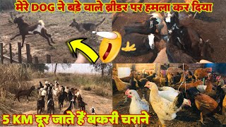 मेरे Dog ने बड़े वाले ब्रीडर पर हमला कर दिया || 5 km दूर जाते हैं बकरी चराने