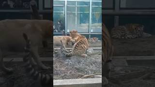 Dog attack tiger #shorts #viral #trending #animals