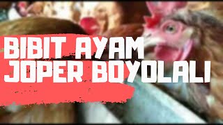 Bibit Ayam Joper Boyolali