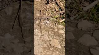 Found a baby snake on the trek of Himachal Pradesh | very dangerous #youtubeshorts #dangerous #snake