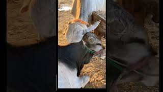 #part45 #cow #animals #cow #animalscow 🥺😓🐃😰😭🥲🐂😍🐮😔🥰🦬#Asad_pet