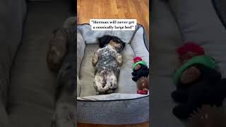 Smart dogs are cute and funny 2021#shorts