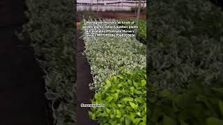 Money plants bulk quantity available WholesaleNursery contact 9917293586 9368203626 #alliseeisprett