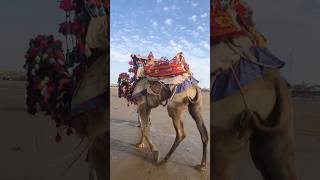 Ride Camel Video