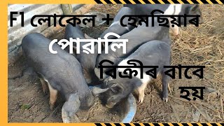 Pig farm in Assam | Piglets for sale | Nalbari district | #pig #piglet