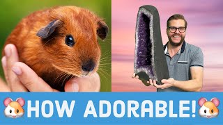 ✨What DO Guinea Pigs Eat Anyway?✨Crystals, Amethyst Geodes And A LOT OF ENERGY! 🐹 #shorts