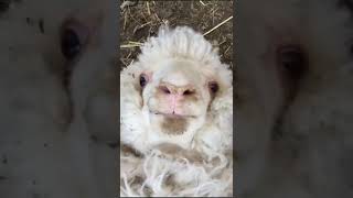 Cute Sheep