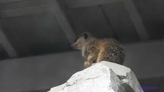 nature.240700501p03zp-suricata suricatta 狐獴-A001C02