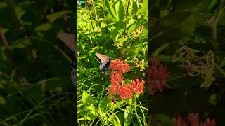 Pretty Butterfly 🦋 on Orange Milkweed #butterfly #naturebeauty #beautifulnature #milkweed #relaxing