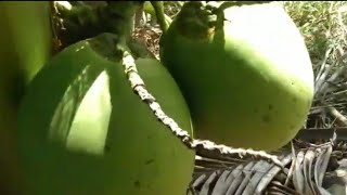 COMO ALMENTAR A PRODUÇÃO DE COCO 🥥