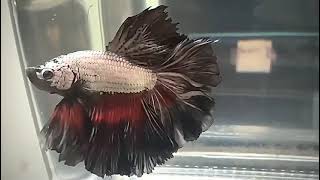 betta halfmoon cod 143