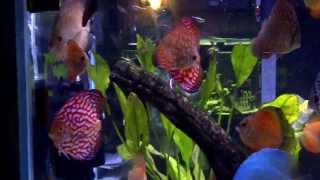 Discus Tank