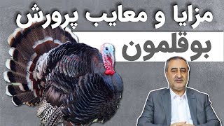 مزایا و معایب پرورش بوقلمون Advantages & disadvantages of breeding turkey