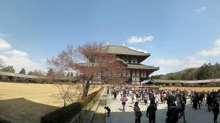 14 Nara, Todai ji Temple and Kasuga Shrine