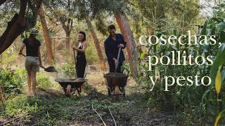 Vida Rural - Cosecha de Almendra, Pesto Casero y más Pollitos de Adoptados