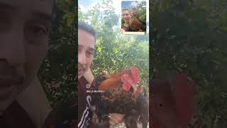 Frango balão sertanejo.  Uma raça que veio pra ficar 🇧🇷