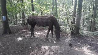 Skipton Castle Woods Circular Walk