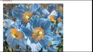 Мак меконопсис буквицелистный голубой (papaver meconopsis betonicifolia blue)