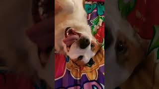 Silliest Dog Ever! #imapotato #shorts #cute #pets #dog #dogs #dogsofyoutube #animals