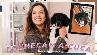 CONHEÇAM A CUCA + DICAS PARA ANIMAIS DE ESTIMAÇÃO 🐾 | Beatriz Freitas-Branco