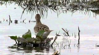 Pectoral Sandpiper Dundonald Camp video 10 mar 2012