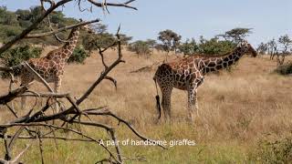 Lewa Wilderness Wildlife Sightings Highlight Reel - 4K