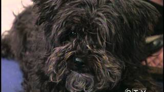 Edmonton Humane Society - CTV Edmonton (Sept. 20, 2012)