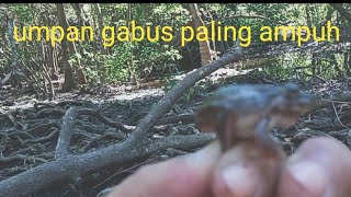 mancing gabus di hutan Baluran