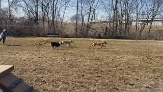 Shelby at the dog park