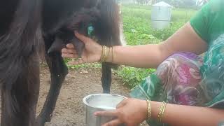 Amazing goats milking by hands 😍🔥