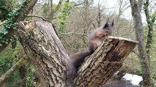 Red squirrel doesn't want THAT nut