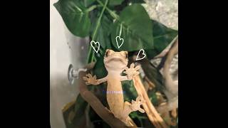 Mazikeen edit #crestedgecko #lizard #pets