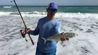 Macarela, otra especie que se pesca en la playa