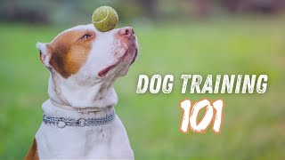 Exploring Different Dog Training Methods