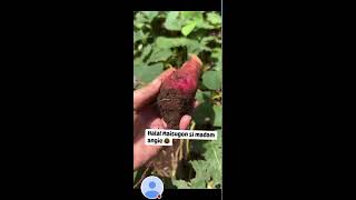 ASMR Harvesting Sweet Potato #asmr #yummy #sweetpotato