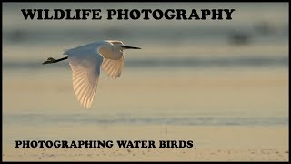 Photographing Wildlife- Photographing Migrating Sea Birds