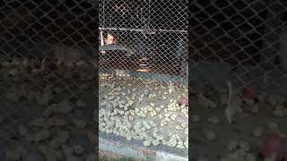 Poultry farming #shorts