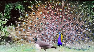 Peafowl, native to India, a unique combination of nature and the universe