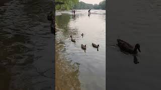 Patos🦆#Nadando en el Río 🌊