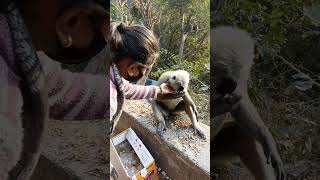 लंगूर जी माँ जैसी पोचती है | Langur love