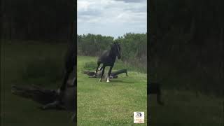 Horse stomps on Alligator - #Shorts