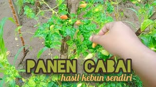 Orang Desa Panen Petik Cabai Hasil Tanaman Sendiri #hidupdidesa