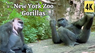 Gorillas at Bronx Zoo | New York City 4K 60fps