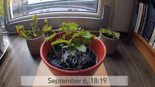 Basil From Seed 3 Week Time lapse