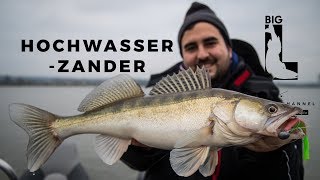 HOCHWASSER ZANDER - Vertikal Tour im Winter / Angeln auf zickige Räuber