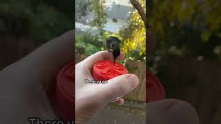 Sweetly humming bird 😍 named hector 🕊 | Nature 🐾 #nature #hummingbird #shorts