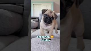 🔥Wake up in the morning 😆#dog #pug #cute #funny #fyp #shorts